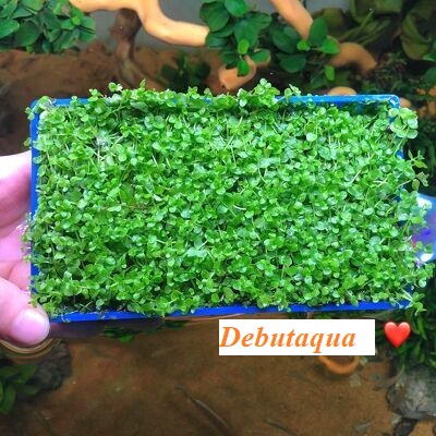Trân châu ngọc trai cây thủy sinh trải nền - Vỉ 14x8cm