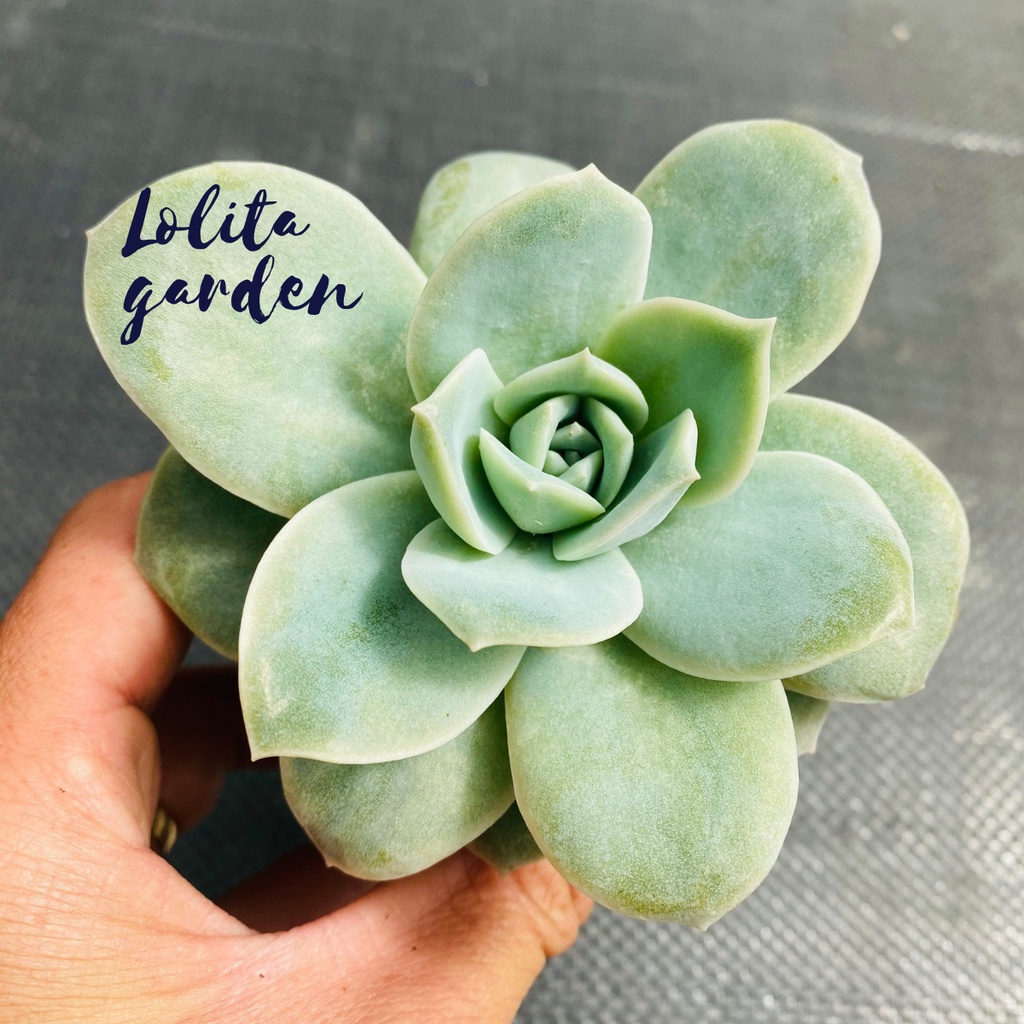 Sen đá hồng hà lan lá lớn Đà Lạt size bé cây cảnh trang trí nhà cửa Lolita garden