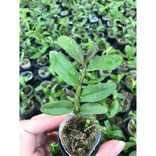 Hoa lan giả hạc ám