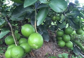 cây chanh tứ quý