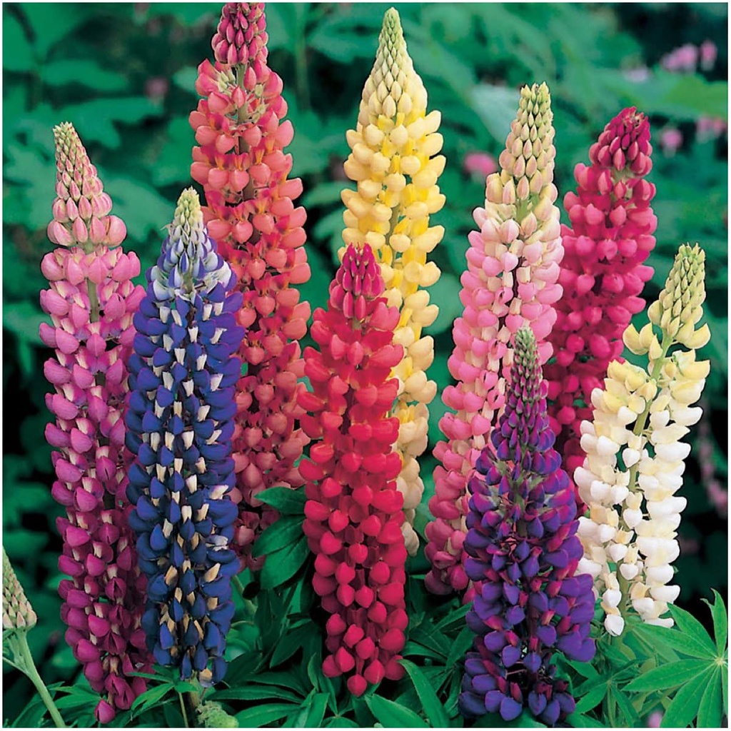 Hạt giống HOA ĐẬU LUPIN, Hỗn hợp Lupin Russell (Lupinus polyphyllus) Bộ đôi