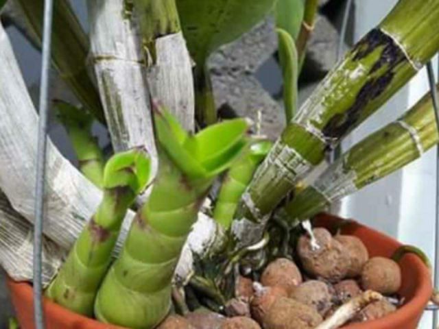 Kích mầm lan ,ki duy xanh(chính hãng)