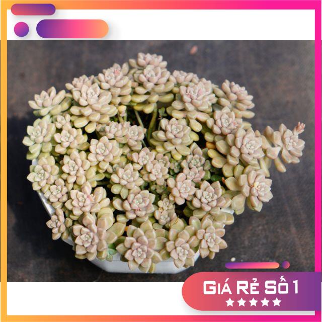Sen kim tuyến bụi lớn 20cm GLASS GARDEN, Gốc thụ, Bao Khỏe, Dễ trồng, Hàng Đà Lạt, lỗi 1 đổi 1
