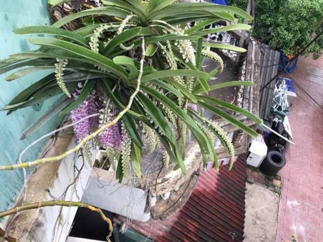 Phong lan Đuôi chồn