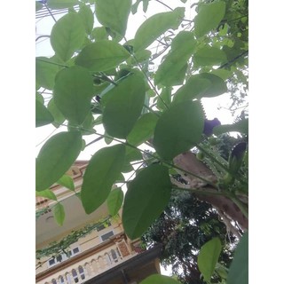 cây giống đậu biếc