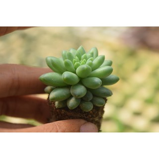 sen đá chuỗi ngọc bi mới mini 2-4cm