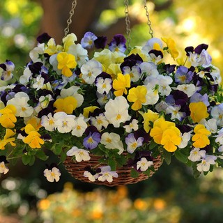 20h - HẠT GIỐNG HOA BƯỚM PANSY