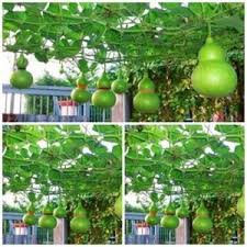 100 HẠT GIỐNG BẦU HỒ LÔ MINI