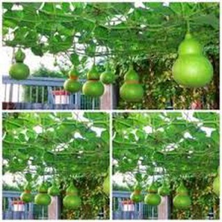 100 HẠT GIỐNG BẦU HỒ LÔ MINI