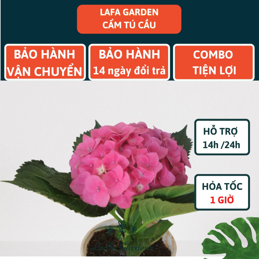 Cây cẩm tú cầu Nhật, kích thước ( 35-50cm) có bầu đất khỏe mạnh, giống chịu nhiệt ra hoa đẹp, sản xuất Lafa Garden