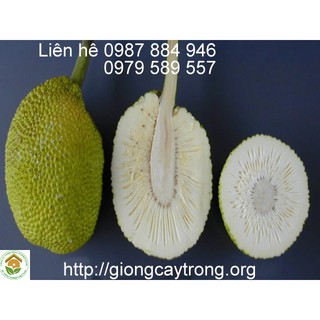 GIỐNG CÂY SAKÊ