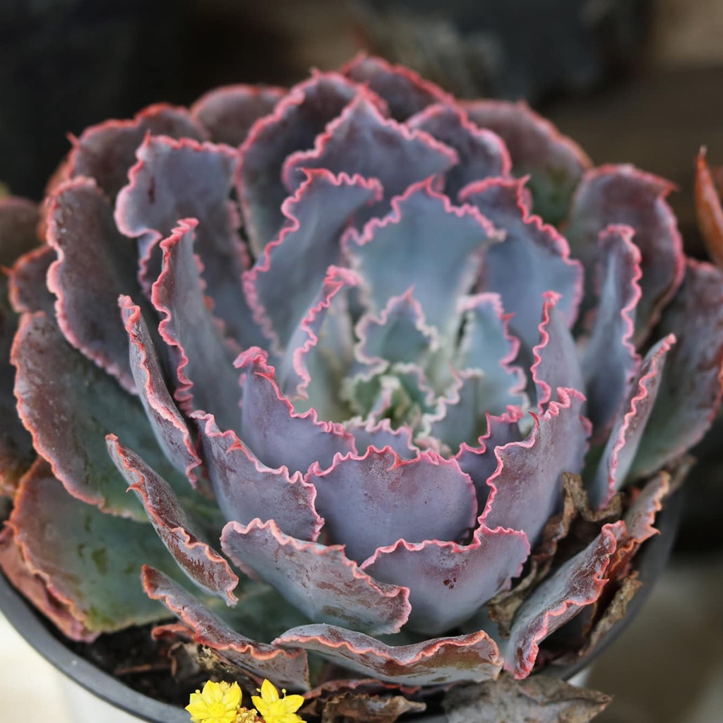 Sen đá bắp cải tím | Aurora Purple siêu đẹp, sen đá sưu tầm