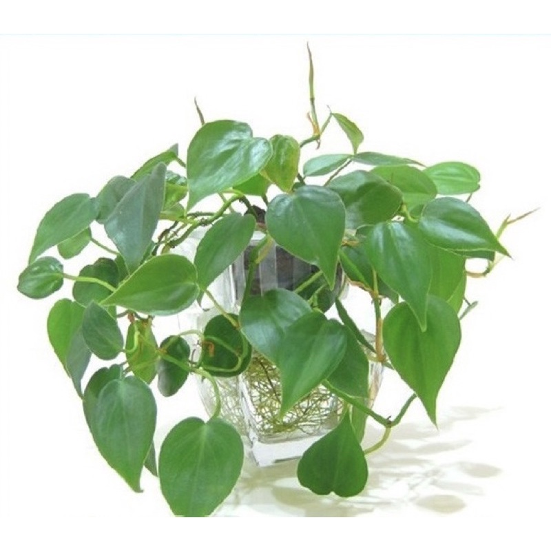 Cây Trầu Bà Tim Xanh Philodendron scandens