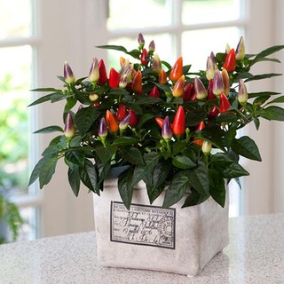 Hạt giống Ớt kiểng Nhiều màu