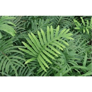 cây dương xỉ tươi (10 khóm)
