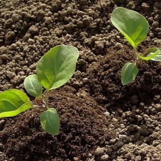 Phân Bò Đã Qua Xử Lý 1KG (đã ủ với trichoderma )
