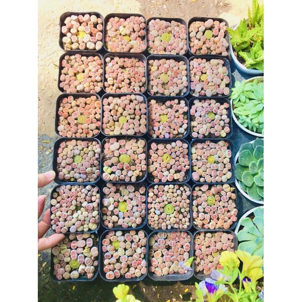 [MUA 10 TẶNG 1- FREESHIP] BÁN LẺ SEN ĐÁ MÔNG, THẠCH LAN, LITHOPS, SEN ĐÁ BÁN LẺ, nhiều màu sắc (giao ngẫu nhiên)