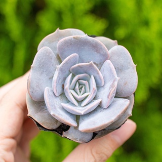 Sen đá đất hồng 5-7cm - Vườn sen đá