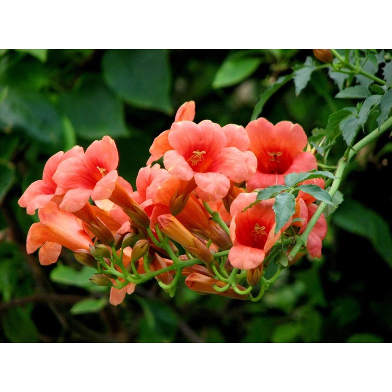 Hoa đăng tiêu leo