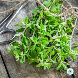 2000.HẠT Hạt Giống Sweet Marjoram Kinh Giới Ngọt (| B43*X43)