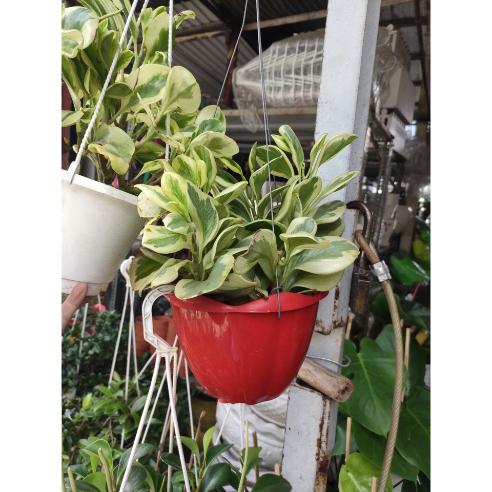 cây trường sinh còn gọi là cây trường thọ tốt cho phong thủy