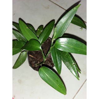 Van Mini Scindapsus Chuyên Dụng Chất Lượng Cao