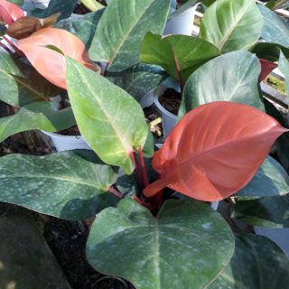 💚🌹Chậu đế vương đỏ 💚🌹
