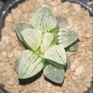 Sen đá kim cương - Haworthia Pygmaea f.crystallina et hybirds