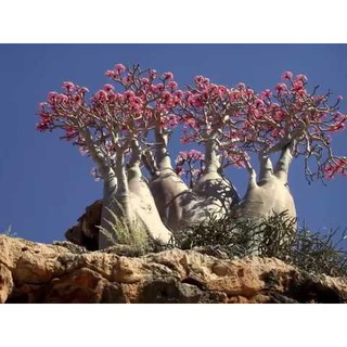 Củ Sứ Thái Sứ , kIM TỰ  Tháp ,Sứ somalen , acoda