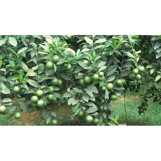 cây giống chanh tứ quý ra quả 4 mùa