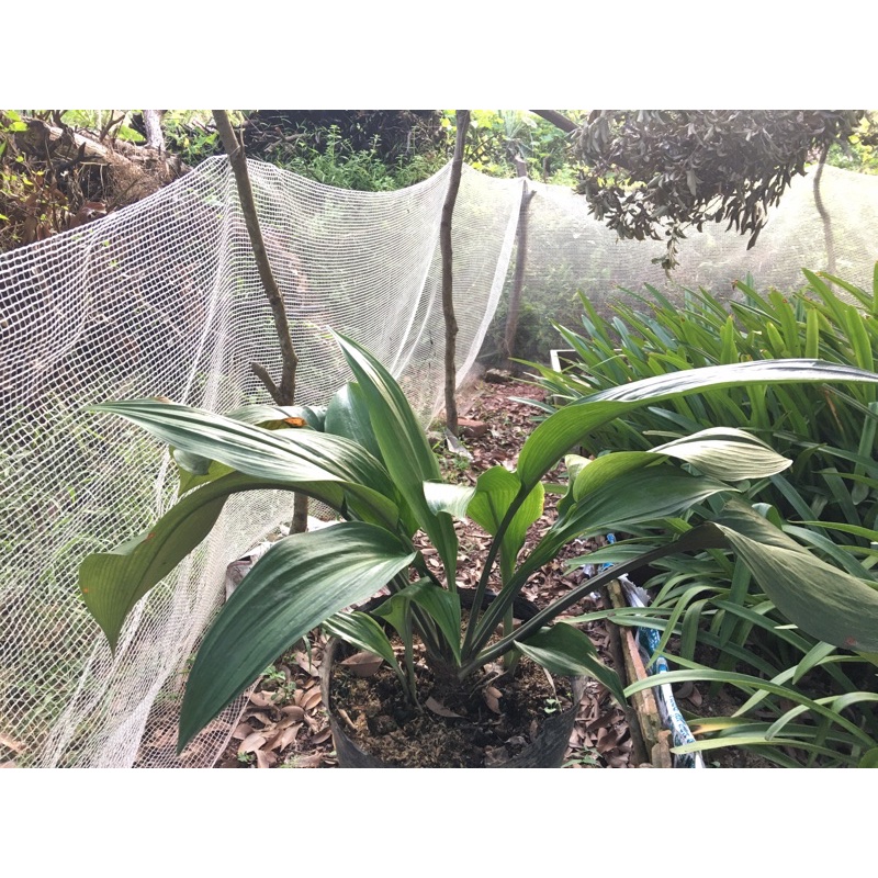 Combo 5 củ hoa ngọc trâm