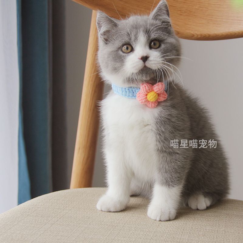 Vòng cổ thú cưng handmade, vòng cổ chó mèo dễ thương, phụ kiện thú cưng,  collar pet crochet