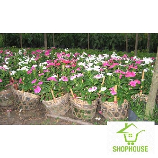 shophouse 50 hạt giống hoa dừa cạn cây đứng nhiều màu  SHOP HOUSE  TẾT KHUYẾN MẠI