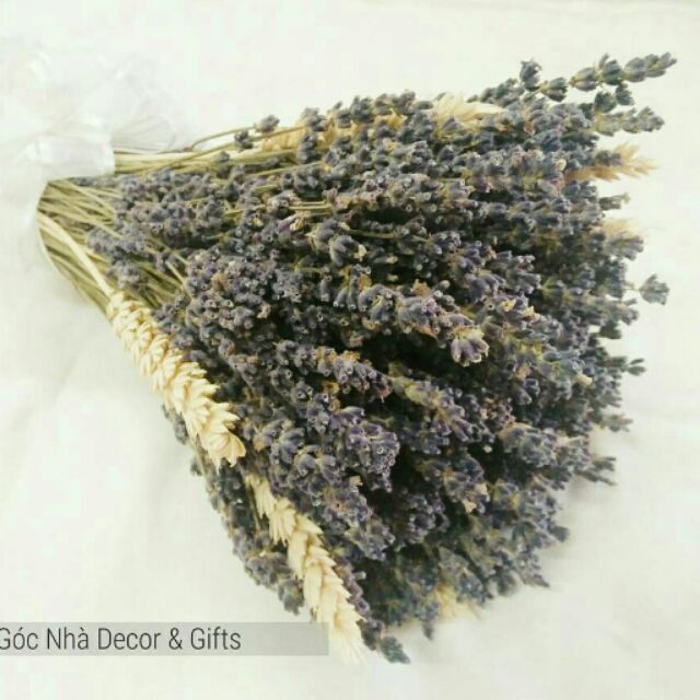 50 cành lavender