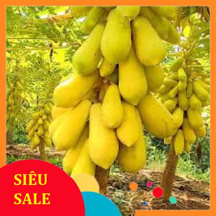 Gói 5 hạt giống đu đủ da vàng TẾT KHUYẾN MẠI