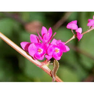 Hạt giống Hoa ty gôn