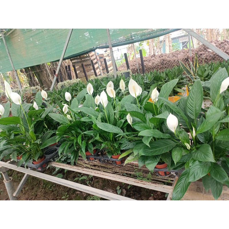 cây lan ý cốc đỏ cao 40_45cm