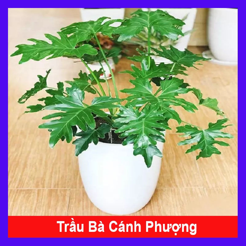Cây trầu bà cánh phượng - cây cảnh trong nhà - caykiengsadec