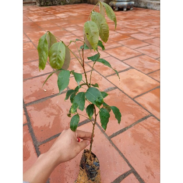 CÂY GIỐNG VẢI THIỀU HẠT LÉP