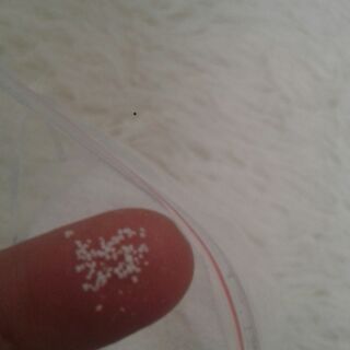 Snowonder
