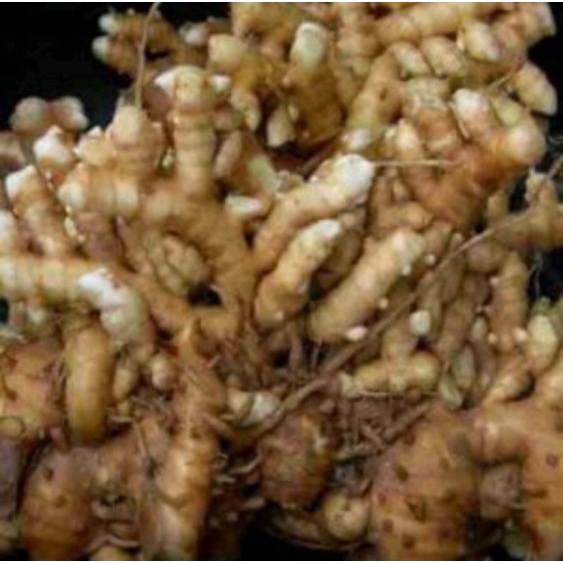 1 Ký Gừng gió rừng tươi chuẩn 100%