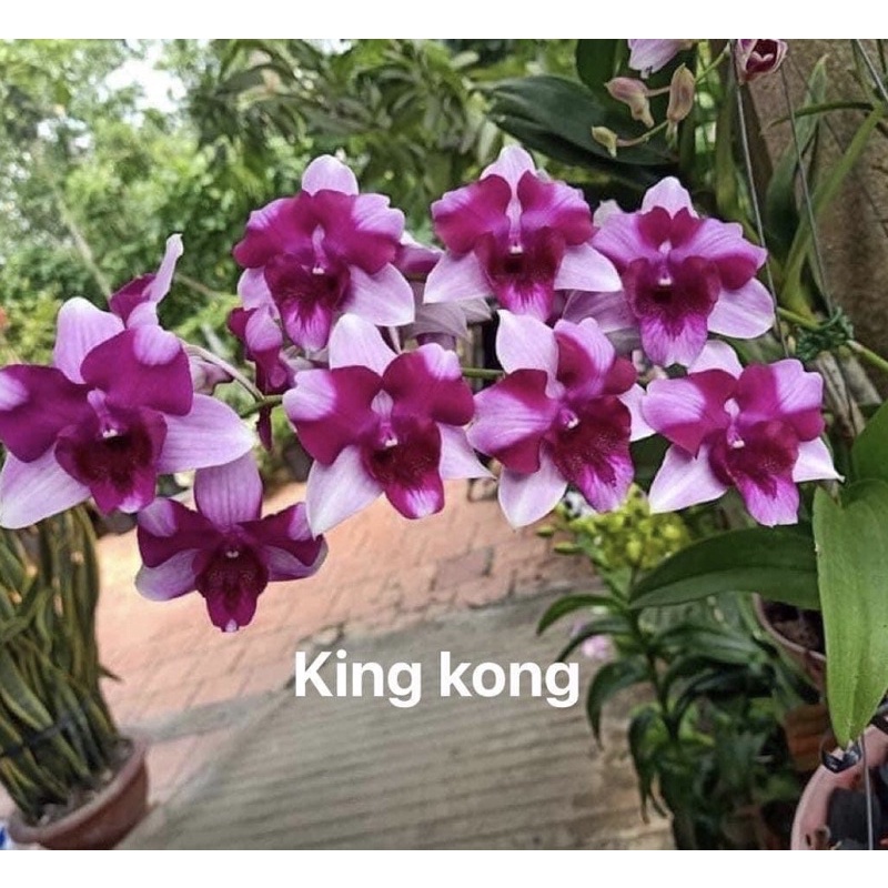 Cây hoa lan tím cô dâu, so nha