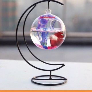 BỂ CÁ MINI ĐỂ BÀN