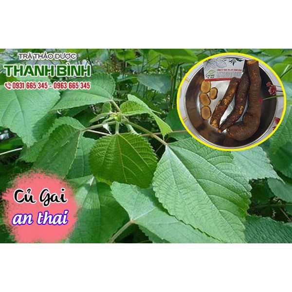 Củ Gai An Thai Tươi 1Kg - Hàng Loại 1 Chất Lượng Nhất