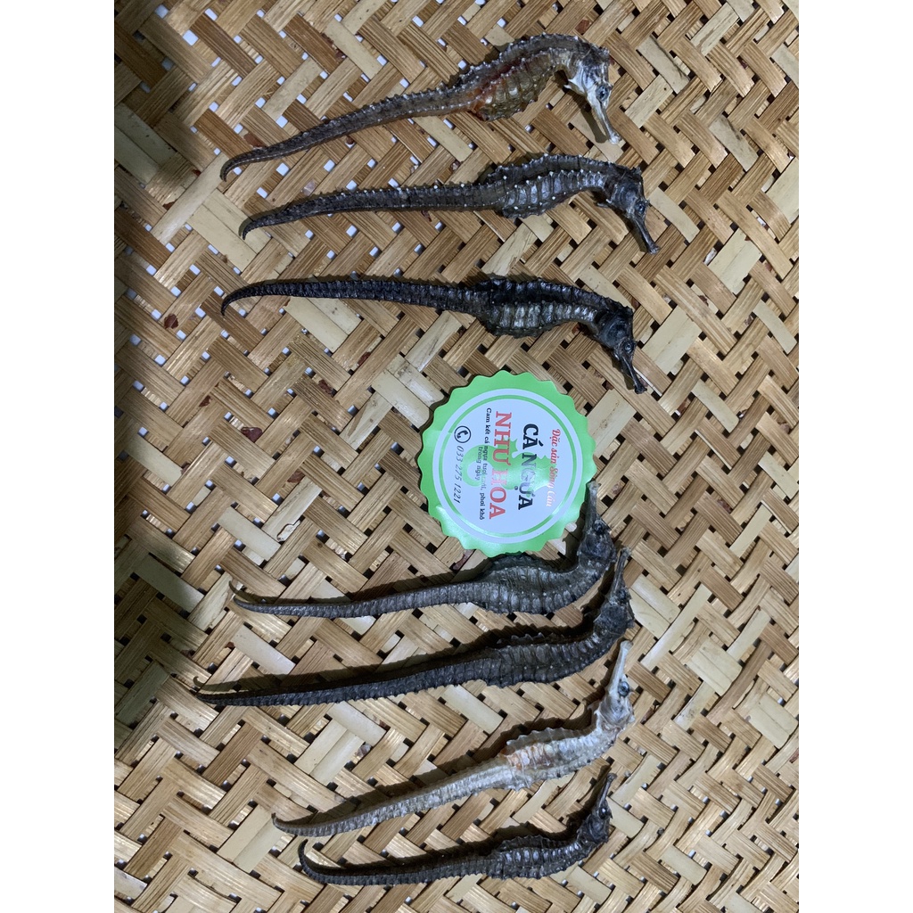 Cá ngựa khô 8-9 cm