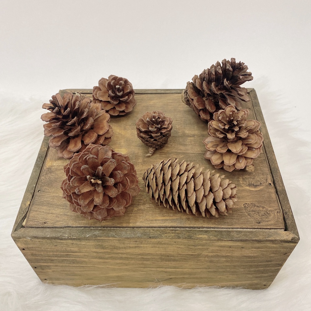 Phụ kiện trang trí quả thông khô - VintageBox - IY47