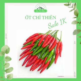 Hạt giống ớt chỉ thiên rado 799 rạng đông i ba tri nhỏ