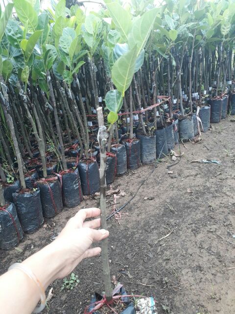 Cây giống Mít Thái