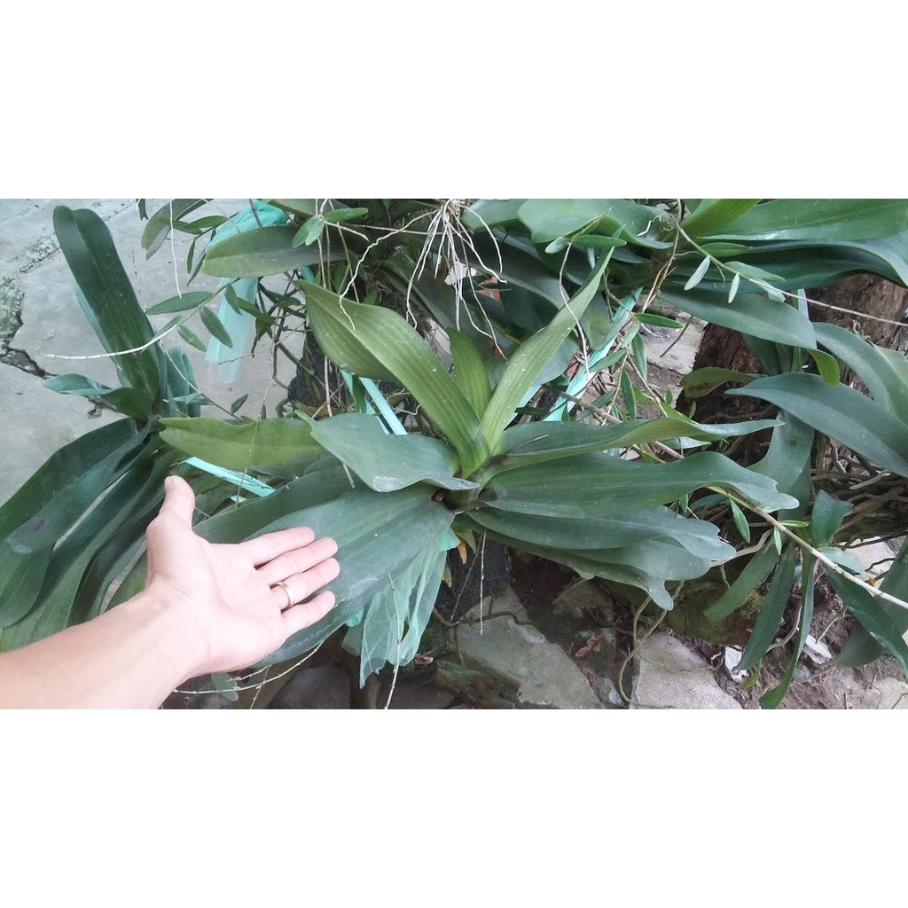 [SIEURE] Terra Sorb Foliar - Siêu To Lá chai 100ml hàng đẹp, phân phối chuyên nghiệp.