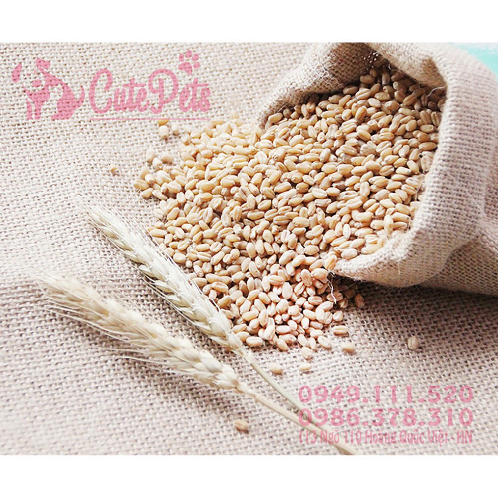 BMB1 🌱 Hạt giống cỏ mèo catnip bổ xung chất xơ và đẩy búi lông ra ngoài - CutePets phụ kiện thú cưng Pet cửa hàng Hà Nộ